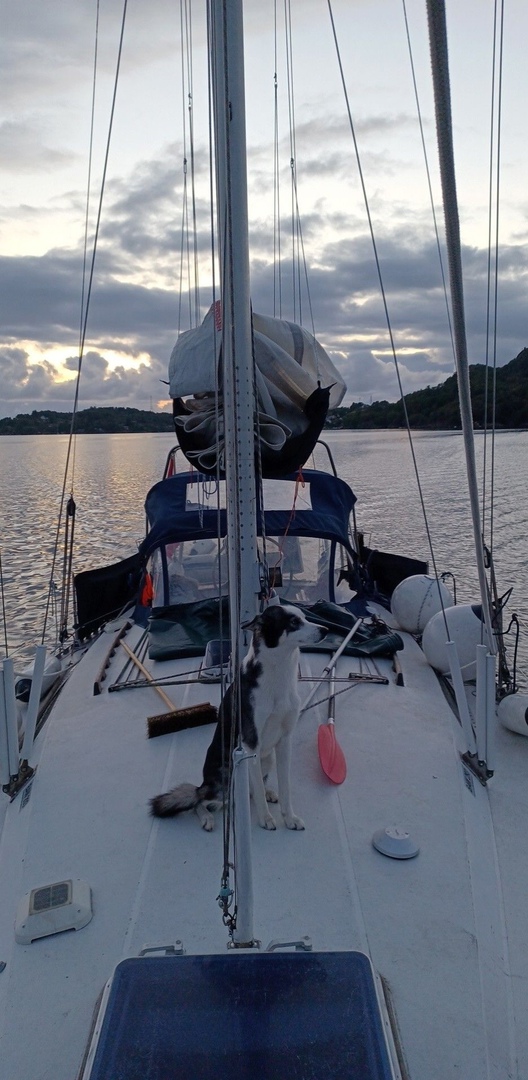 hero 101 sailboat for sale